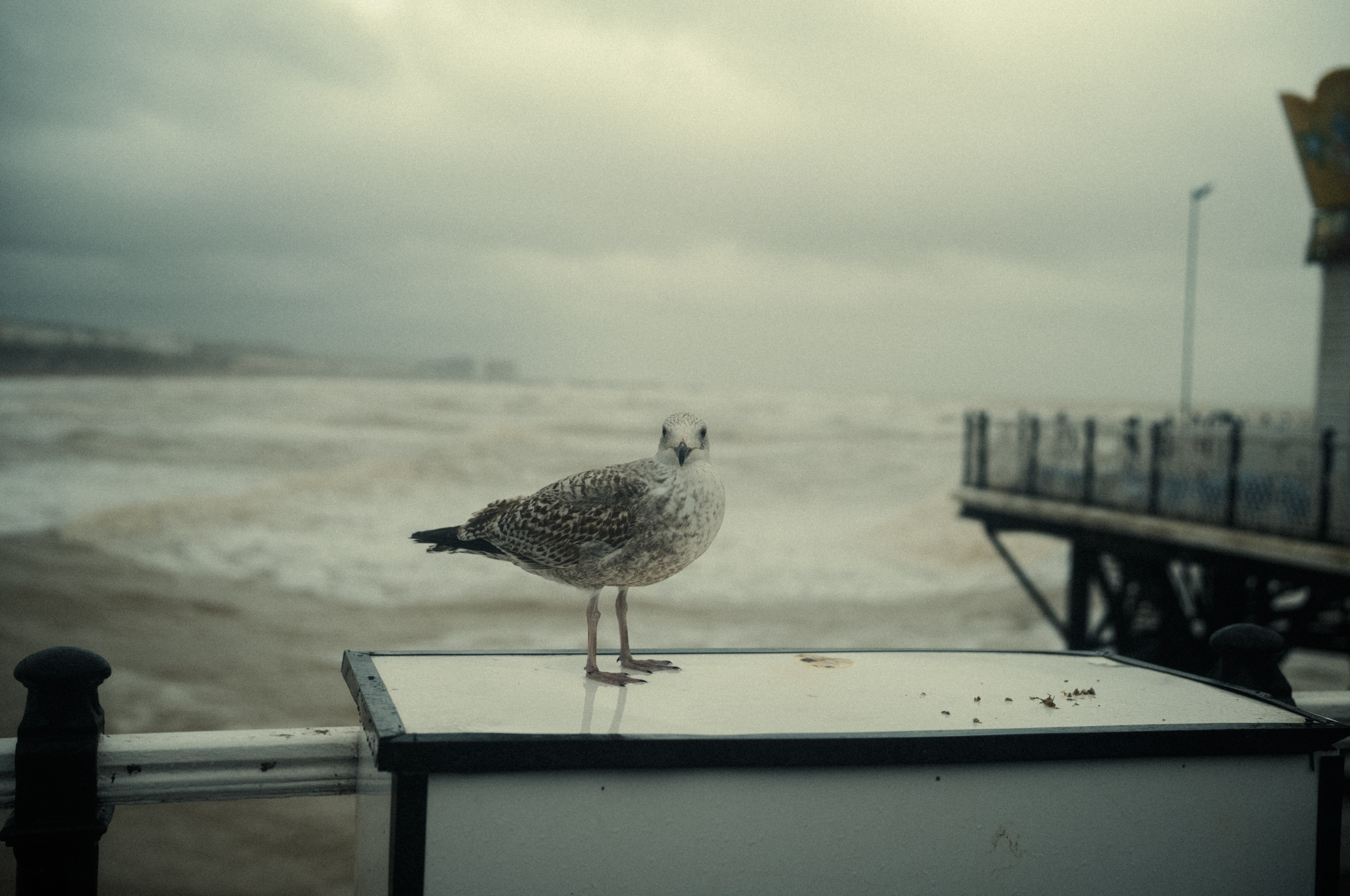 Brighton_004