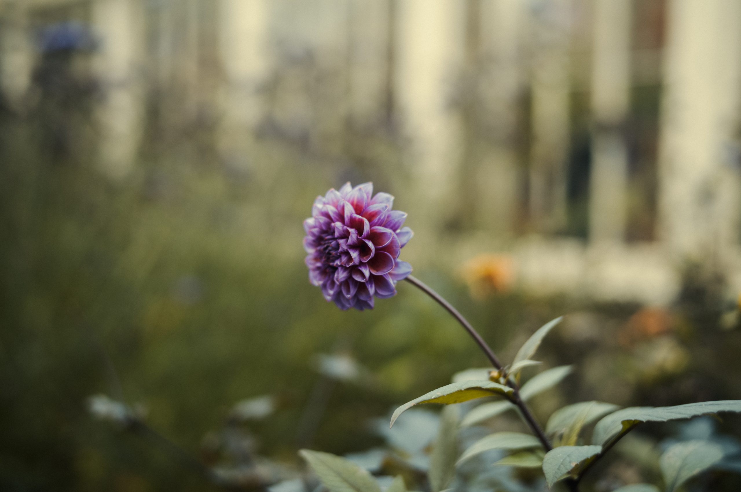 LacockAbbey_003