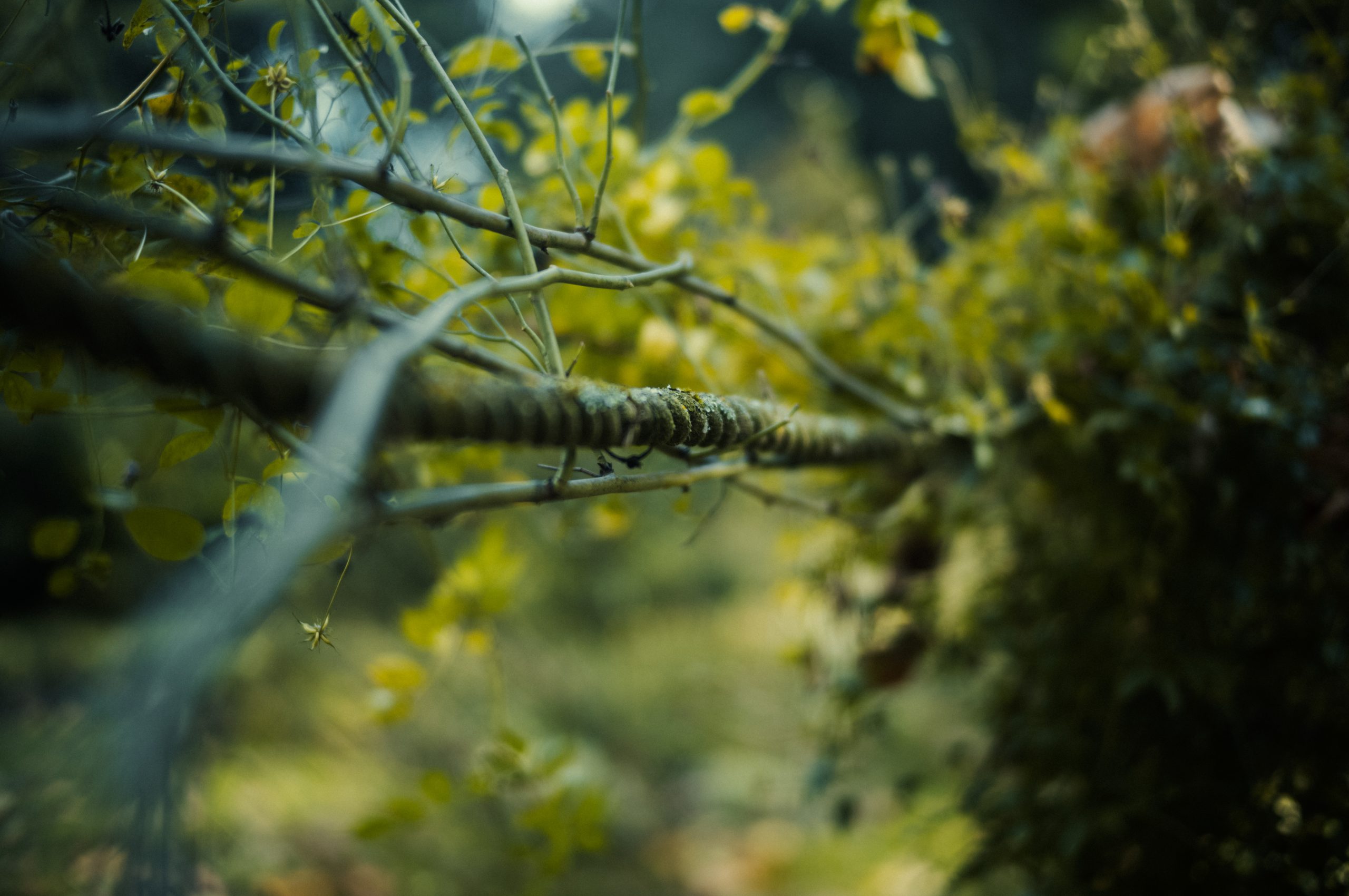 LacockAbbey_025